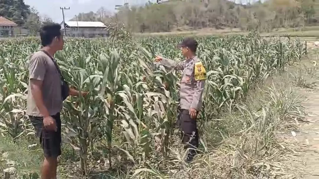 Bhabinkamtibmas Desa Pasiraman, Aiptu Teguh Jatmiko, S.H., melaksanakan kegiatan sambang kepada petani jagung