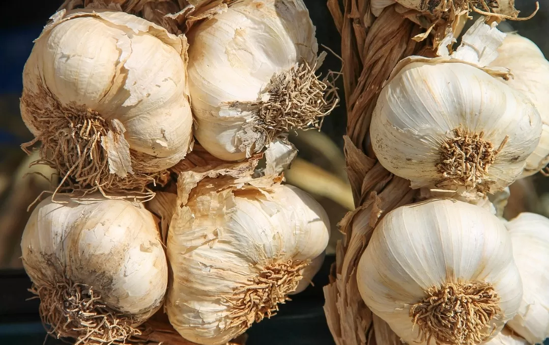 Ilustrasi Bawang Putih. (Pixabay)