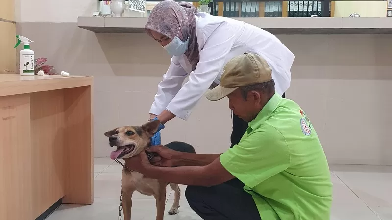 Petugas Karantina Sumbar memberikan suntikan vaksin kepada hewan untuk mencegah penyakit menular dan rabies. (Foto: Karantina Sumbar)