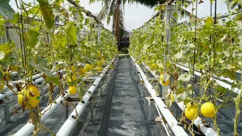 Budidaya melon melalui sistem hidroponik yang dikembangkan KUBE Mego.Id. (Foto: Kominfo Padang)