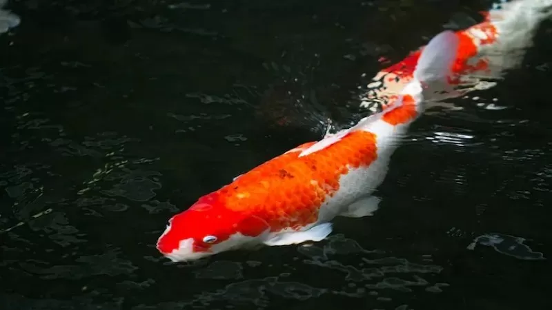 Ilustrasi Ikan Koi (Foto: Freepik)