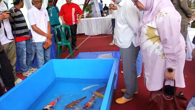 Ajang Sumbar Koi Show 2026 di GOR Bulu Tangkis Bancalaweh, Kota Padang Panjang, Minggu (11/10/2026). (Foto: Kominfo Padang Panjang) 