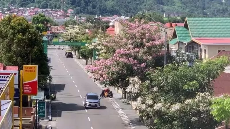 Suasana jalan Soekarno Hatta Padang Panjang yang dipenuhi bunga Tabebuya bermekaran. (Foto: Kominfo Padang Panjang)