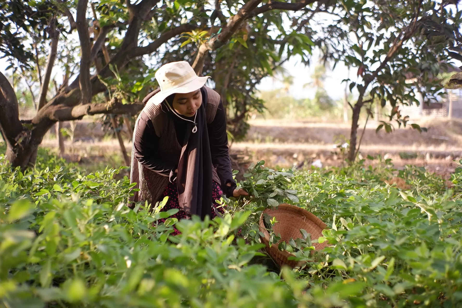 Ilustrasi Petani Milenial (Foto: Pixabay)