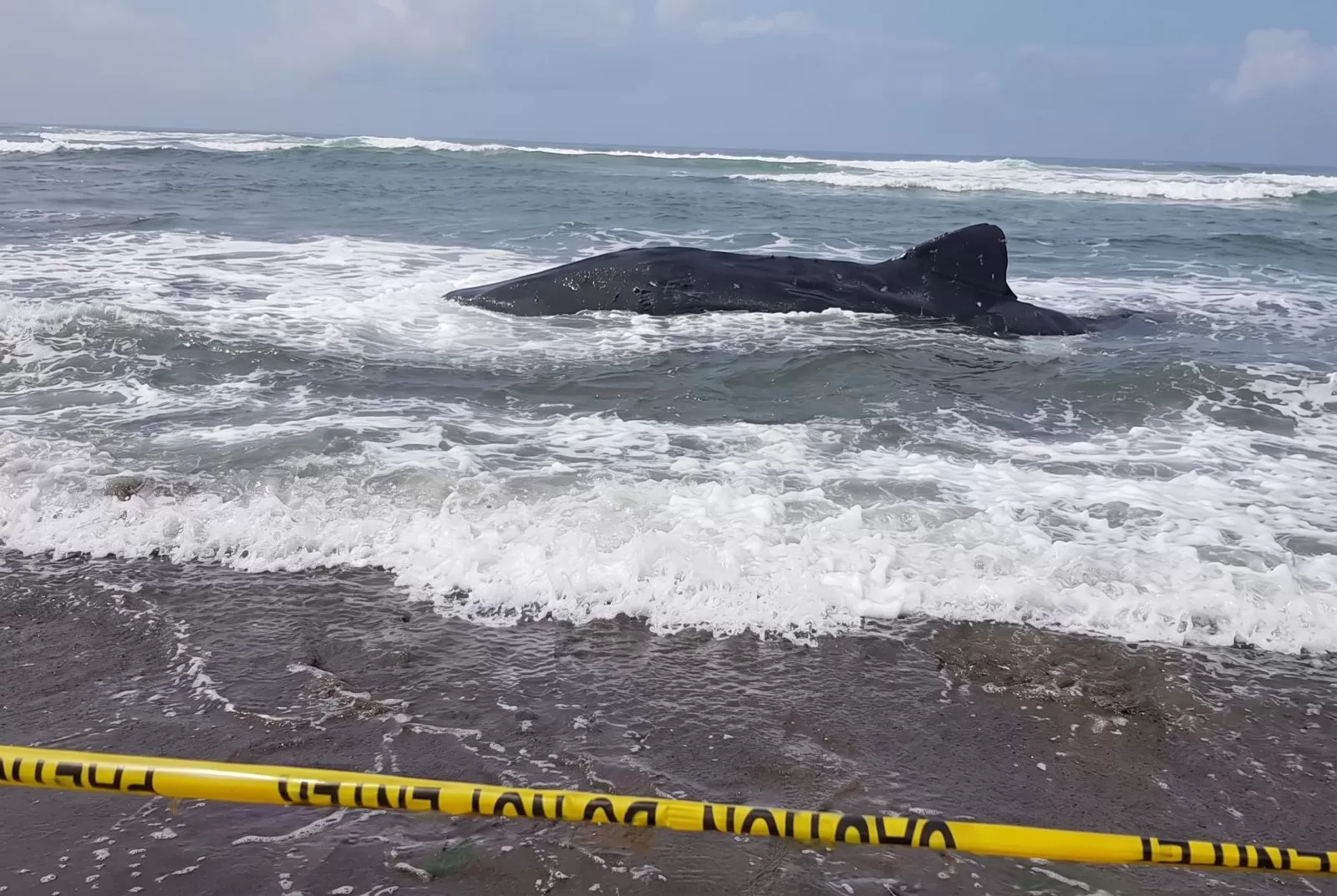 Kondisi hiu paus yang terdampar di bibir Pantai Parangkusumo, Yogyakarta, pada Minggu pagi. (TikTok/@three07_) (Lie/Promedia)