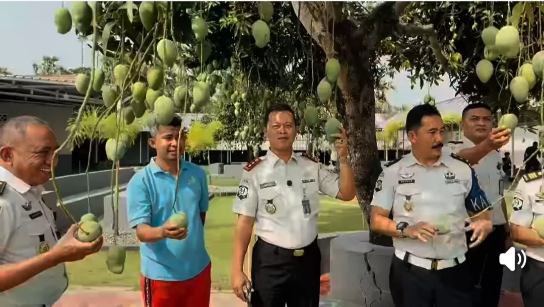 Dipimpin Andi Gunawan, Lapas Takalar Panen 134 Kilogram Mangga