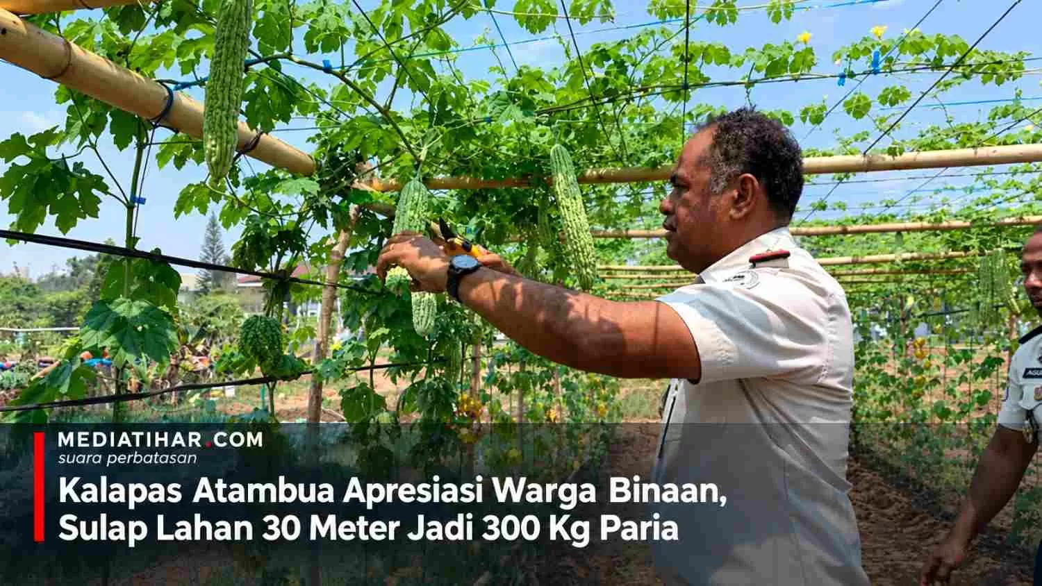 Ket:Warga binaan bersama jajaran petugas Lapas Kelas IIB Atambua memanen sayur paria di lahan pembinaan Lapas Atambua. (Foto:MT)