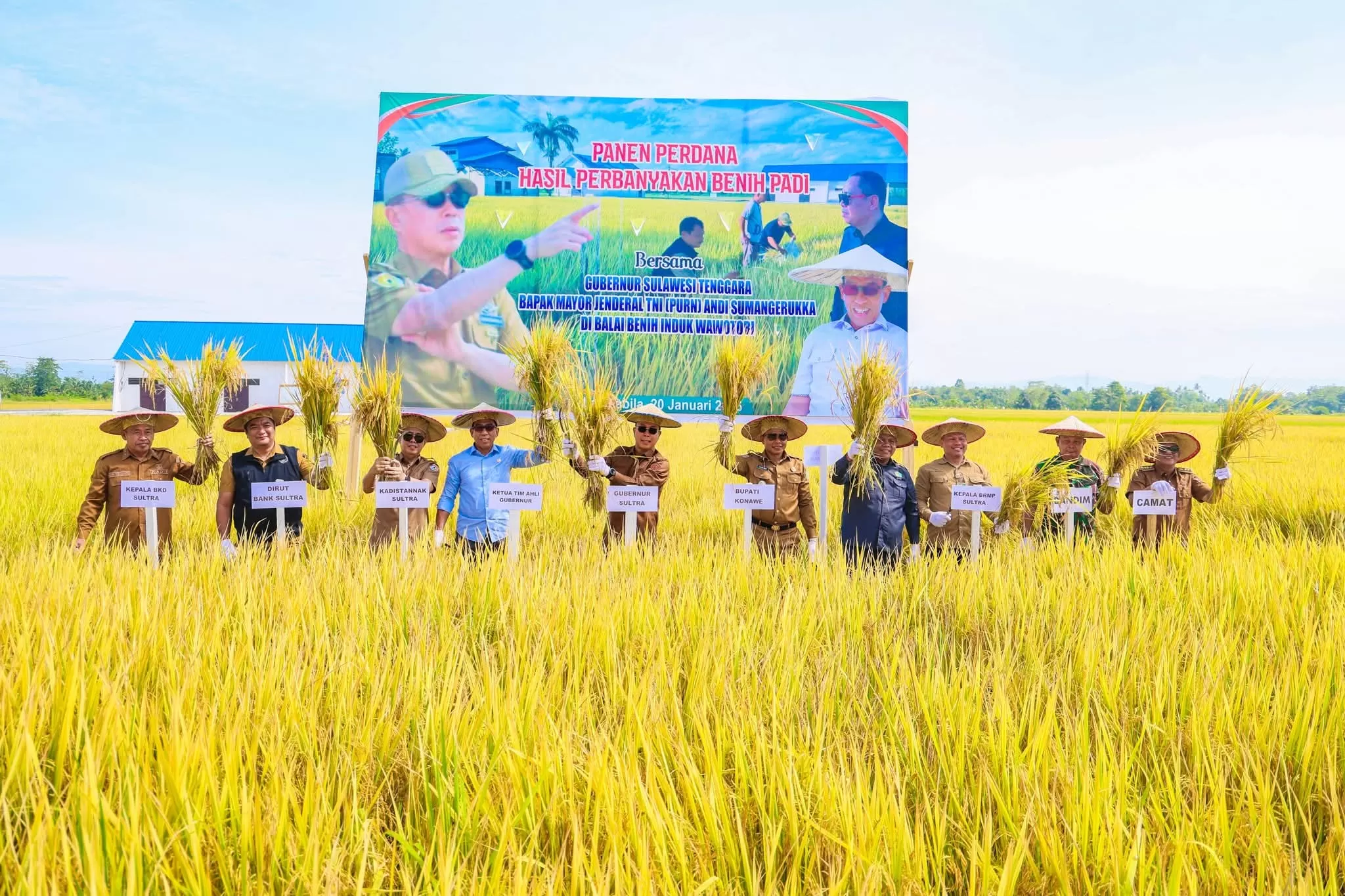 Gubernur Sultra saat melakukan panen Padi &ldquo;Sanggoleo Sultra&rdquo;