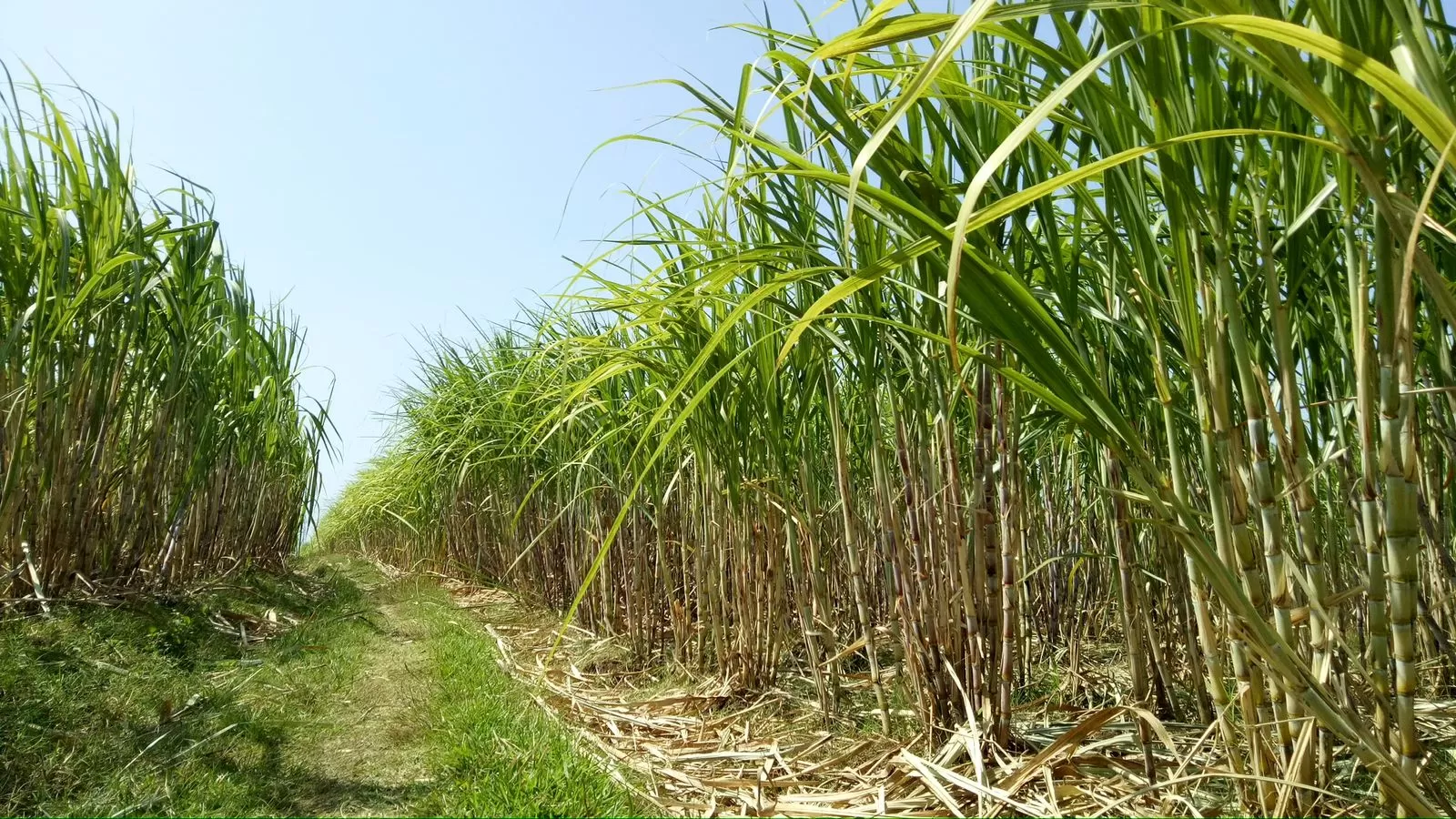 Kebun Tebu