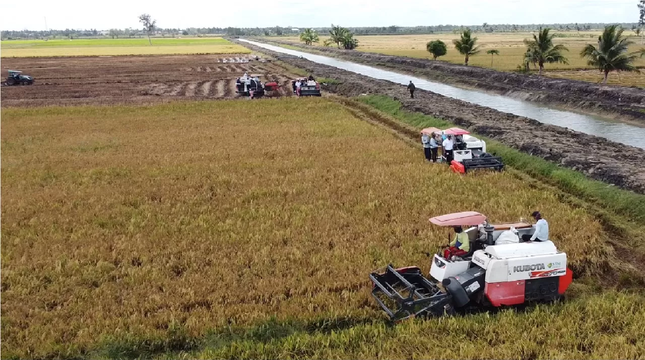  (Hamparan sawah waktu panen)