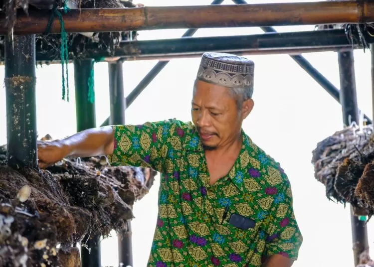 Kisah Sukses Budidaya Jamur Merang Dan Tantangan Thailand Dalam Pasar