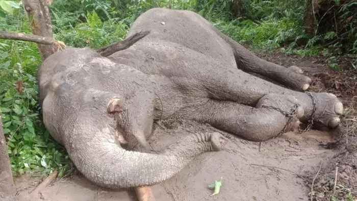 Gajah Di TN Tesso Nilo, Rahman. Foto: Detik.com