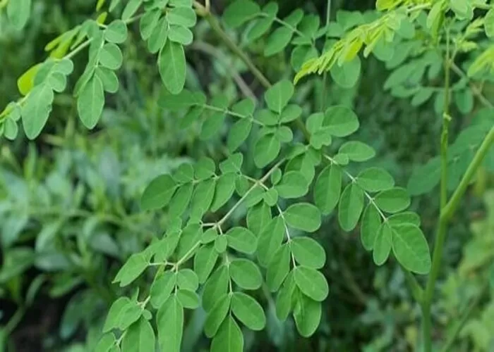 Tumbuhan Yang Ditakuti Jin Selain Daun Bidara  ((Foto: GENMUSLIM.id/dok: instagram @gardenitea ))