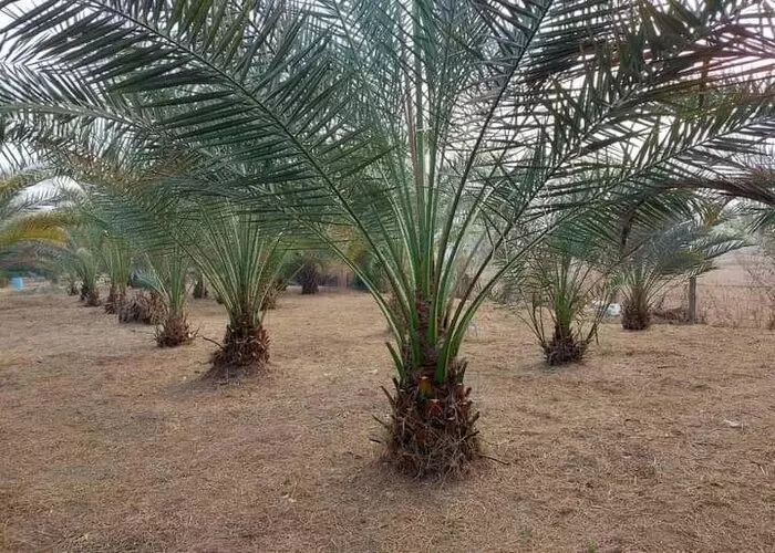 Pohon Kurma Ternyata Jadi Tumbuhan Yang Ditakuti Jin ((Foto: GENMUSLIM.id/dok: instagram @yogi_kurma ))