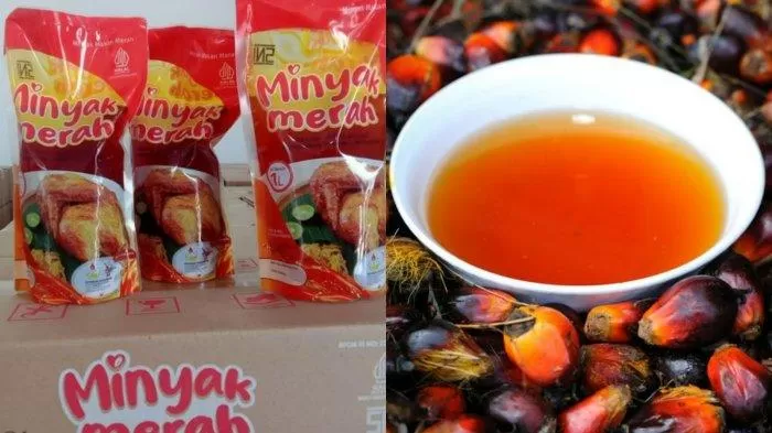 Peresmian minyak makan merah pertama di Indonesia? (GENMUSLIM.id/dok: websitenya google)