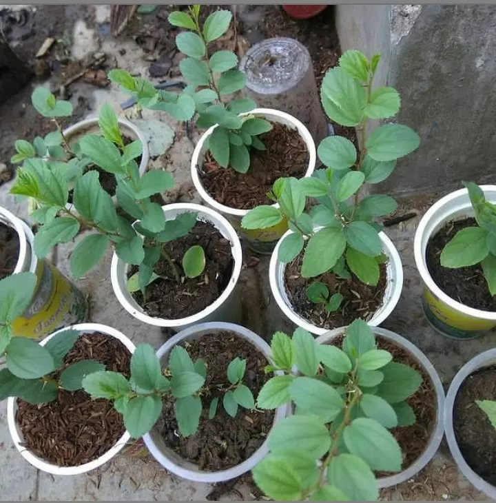 Ilustrasi Daun Bidara Konon Katanya Daun Surga yang ada di Dunia Saat Ini  ((Foto: GENMUSLIM.ID/dok: ig/@daun_bidara) )