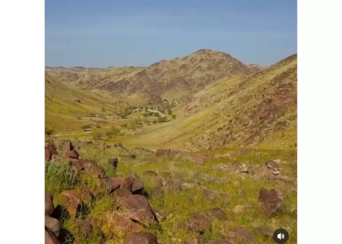 Gurun Saudi Arabia yang mulai menghijau ((Foto: GENMUSLIM.id/dok:  Intagram @millionaire_mentor))