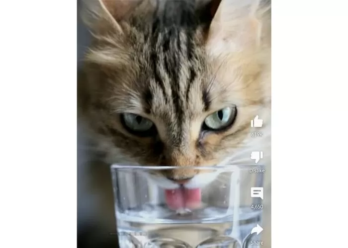 Hukum air tempat bekas minum kucing ((Foto: GENMUSLIM.id/dok: Youtube @mimihayami))