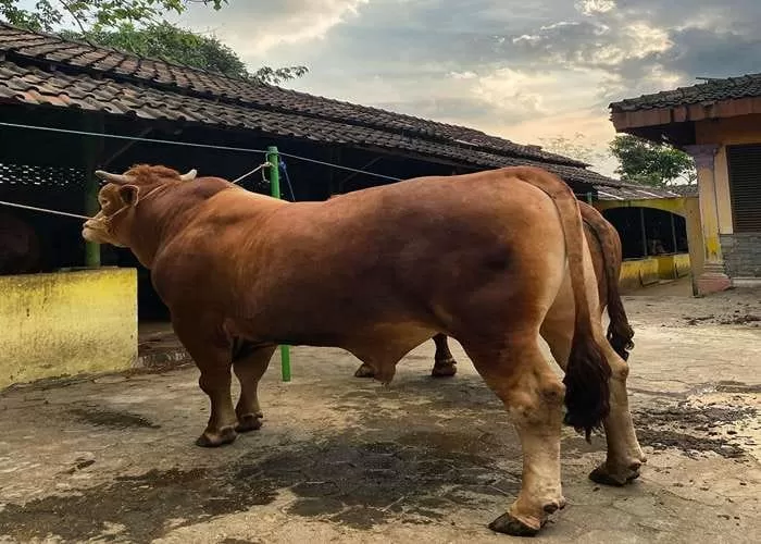 Rekomendasi tempat belanja hewan kurban (Foto: genmuslim.id / dok. Instagram @sapilemoofarm)