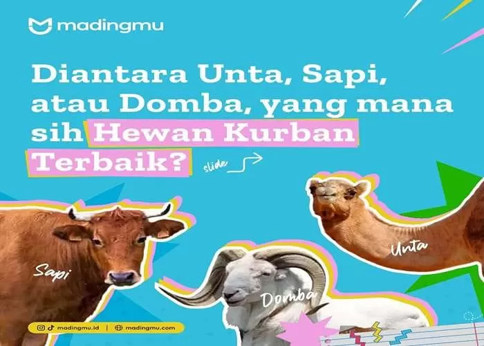 Momen Idul Adha 2024 (Foto: GENMUSLIM.id/dok: Instagram @madingmu.id)