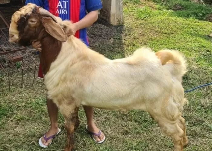 Hukum menyimpan daging kurban menurut syariat Islam (foto: GENMUSLIM.id/Dok: Instagram @kambingkitafarm)