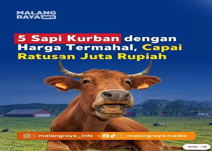 5 Sapi Kurban termahal di Hari Raya Idul Adha (Foto: GENMUSLIM.id/dok: malangraya.info)