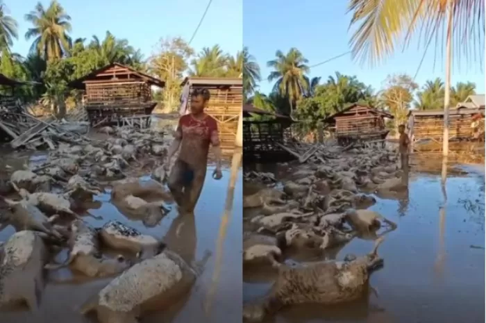 Menyoroti tragedi banjir bandang di Aceh Utara yang sisakan duka bagi warga yang kehilangan hewan ternaknya (Foto: GENMUSLIM.id/dok: Facebook BuniAmin)