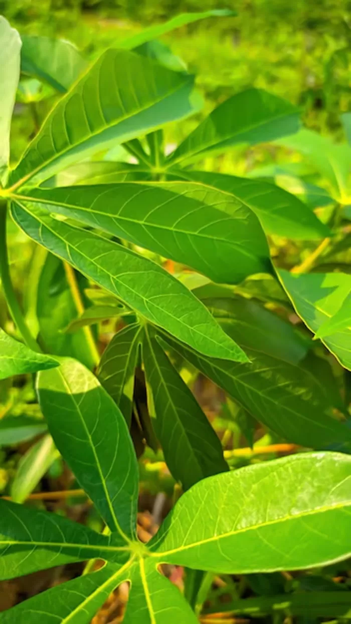 Daun ubi, atau daun singkong, adalah bagian dari tanaman singkong yang sering digunakan dalam berbagai masakan tradisional. 8 Manfaat luar biasa daun ubi