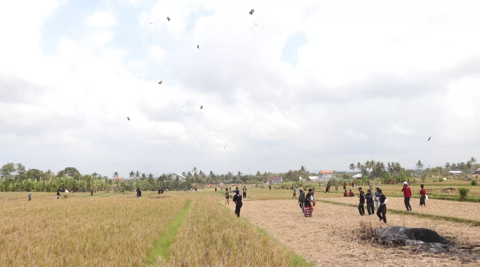 El Nino, 23 Hektare Sawah Di Tabanan Mengalami Kekeringan - Bali Express