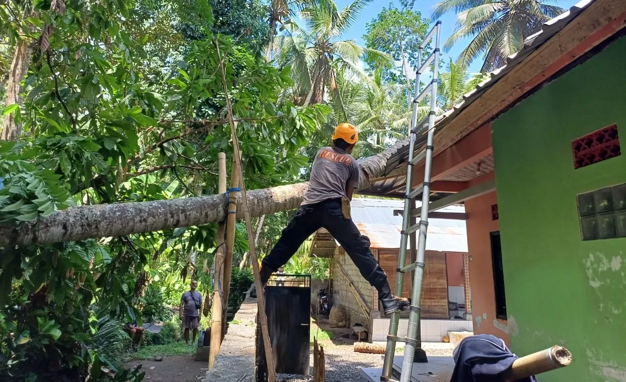 Hujan Deras Pohon Tumbang Timpa Rumah Warga Di Karangasem Bali Bali Express 9406