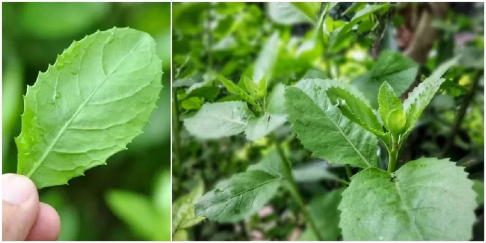 Manfaat daun beluntas untuk kesehatan sudah dikenal sejak ratusan tahun silam. (ISTIMEWA)