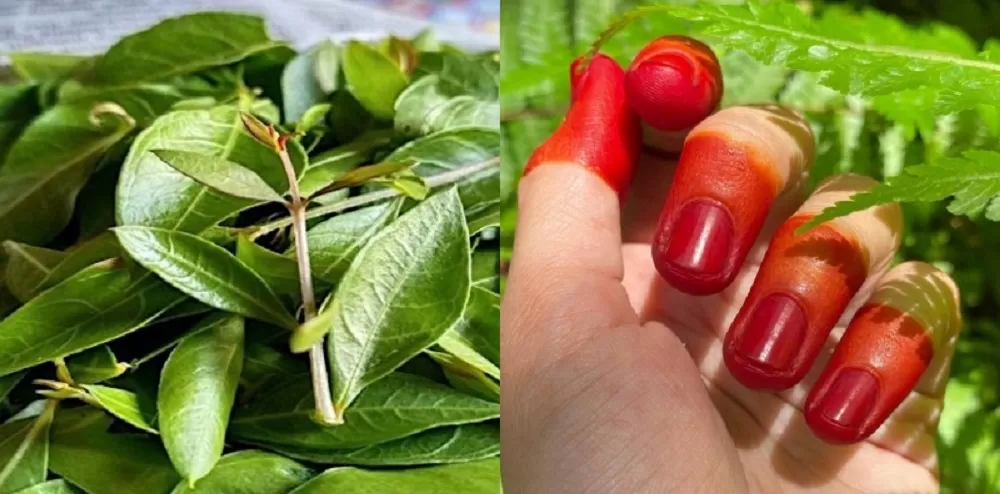 Daun pacar atau inai yang selama ini sering dipakai mewarnai kuku dan rambut, ternyata punya manfaat beragam untuk kesehatan tubuh. (ISTIMEWA)