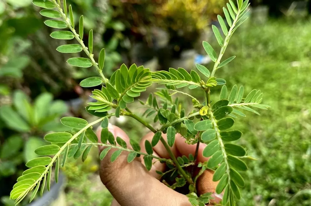 Daun Meniran, Kerap Dianggap Tanaman Liar Tapi Kaya Manfaat untuk Kesehatan, Salah satunya Mengatasi Batu Ginjal (ISTIMEWA)