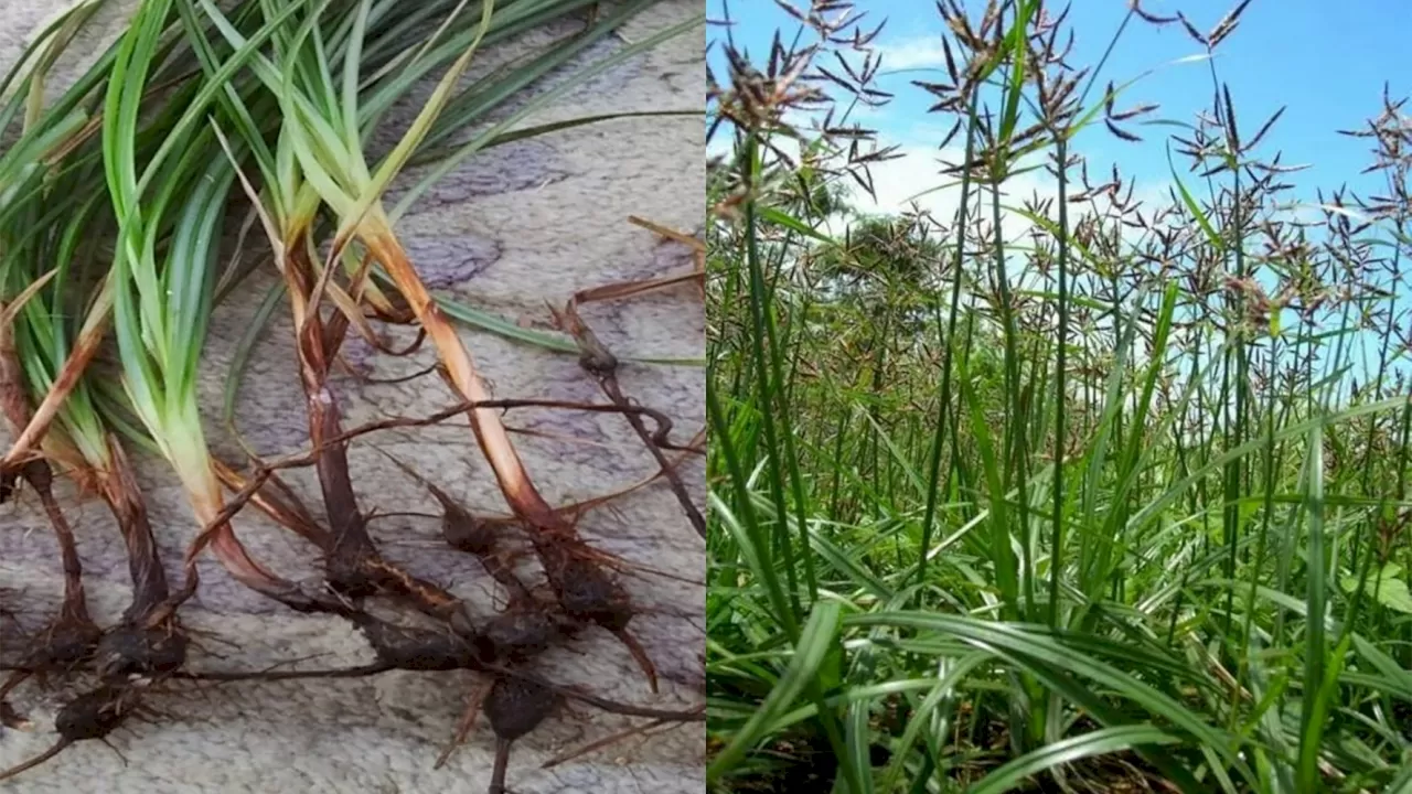 Sering Dianggap Tanaman Hama, Rumput Teki Ternyata Memiliki Banyak ...