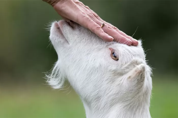 4 Kisah Berqurban Di Hari Raya Idul Adha Yang Mengharukan Dan Penuh ...