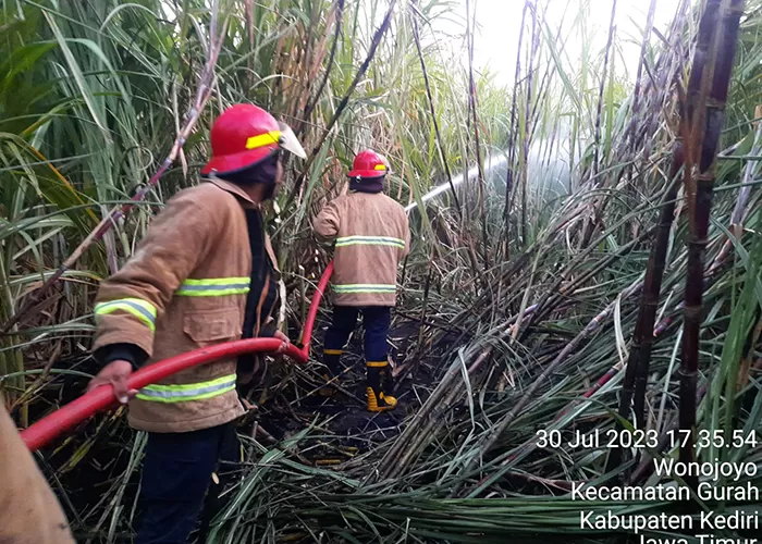 Gara Gara Ini Lahan Tebu Siap Panen Di Gurah Terbakar Radar Kediri