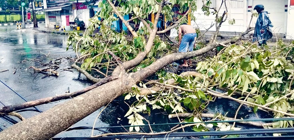 Hujan Dan Angin Tumbangkan Dua Pohon Di Malang - Radar Malang