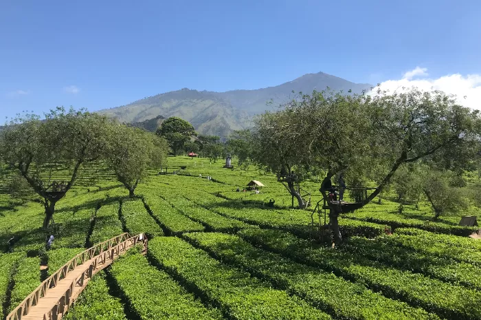 Menikmati Keindahan Bukit Kuneer Di Kebun Teh Wonosari Malang