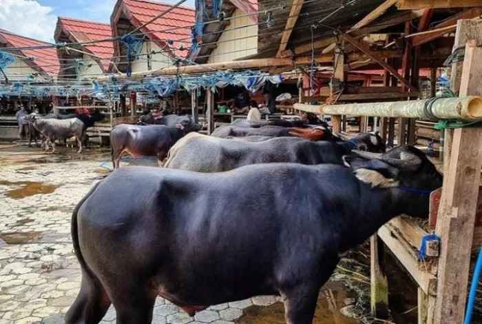 Pasar kerbau terbesar di dunia di Tana Toraja. (Instagram/timoventures)