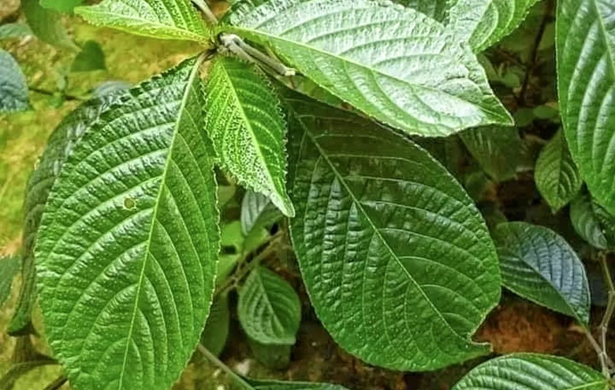 5 Manfaat Daun Pecah Beling, Bisa Obati Batuk Hingga Batu Ginjal ...