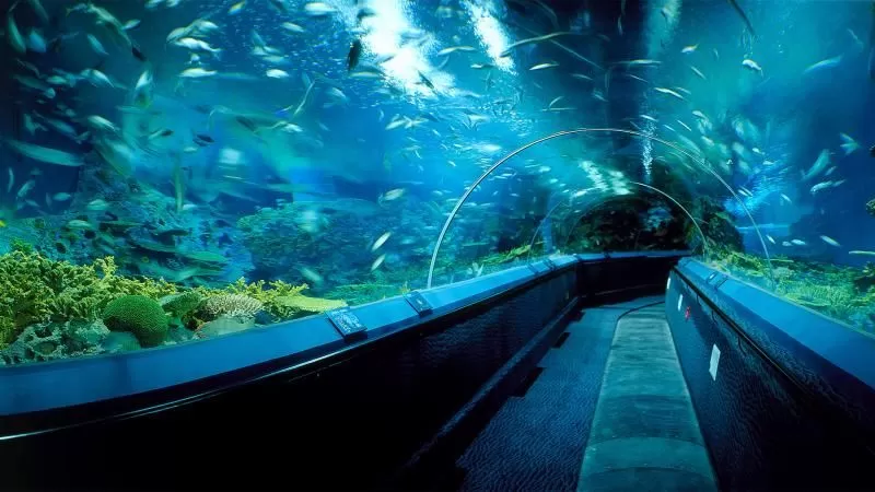 Shanghai Ocean Aquarium: Perjalanan Menakjubkan ke Dunia Laut - Okelihat