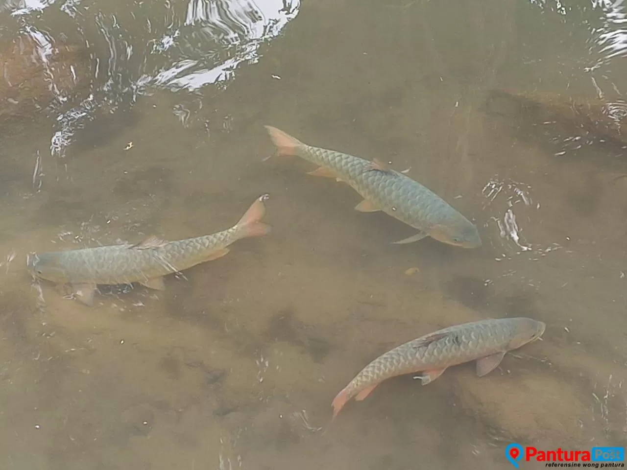 Ikan Tambra di Cenggini, Konon Berasal dari Tulang dan Kepala Ikan Sisa  Santapan Tiga Leluhur Tegal - Pantura Post