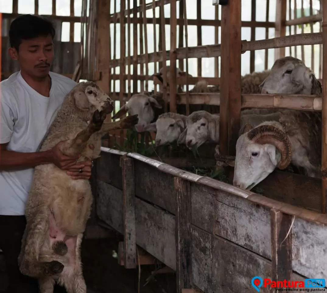 Among menggeluti usaha ternak kambing. (bentar/panturapost.com)