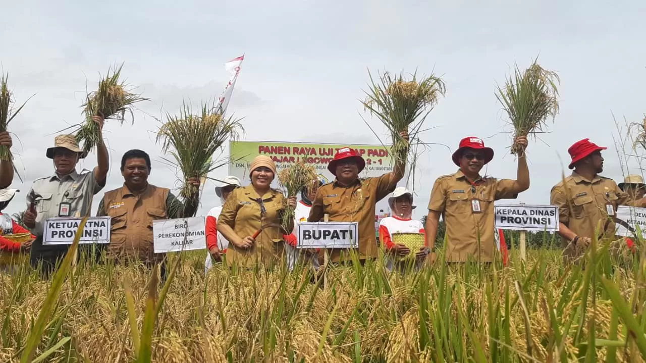 Panen Raya Uji Terap Padi Jajar Legowo - Pontianak Post