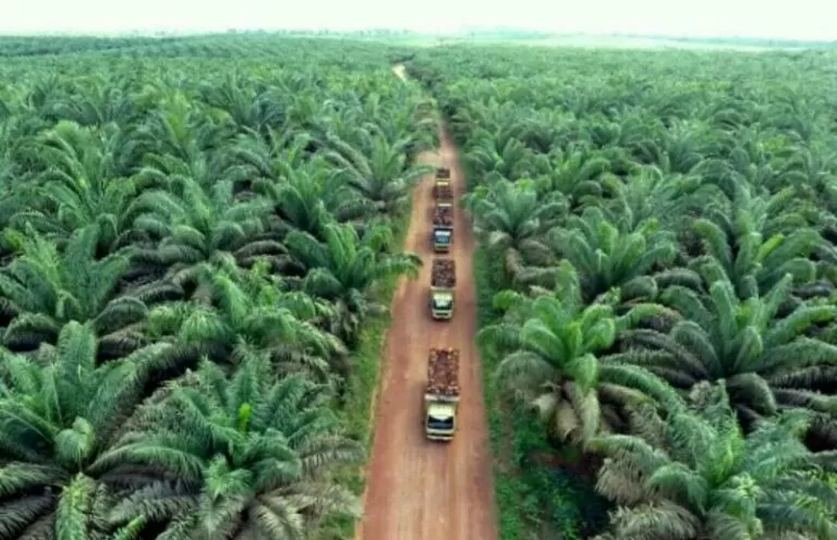 Kelapa Sawit Dimisikan Jadi Komoditi Unggulan - Pontianak Post