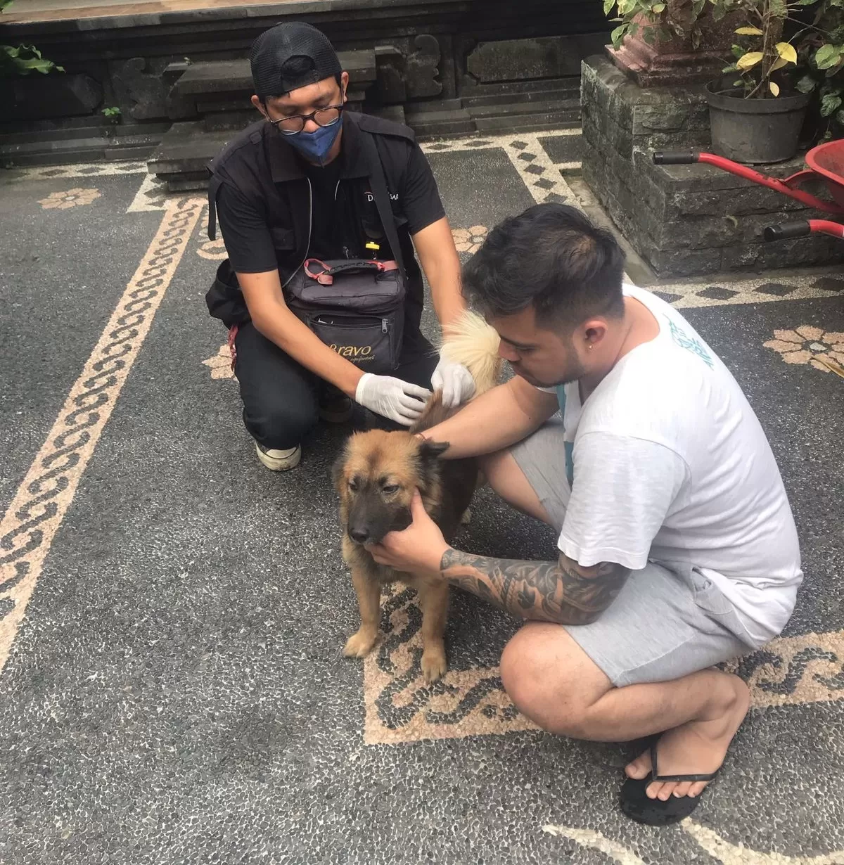 Kasus Kematian Akibat Suspek Rabies Di Buleleng Bertambah - Pos Bali