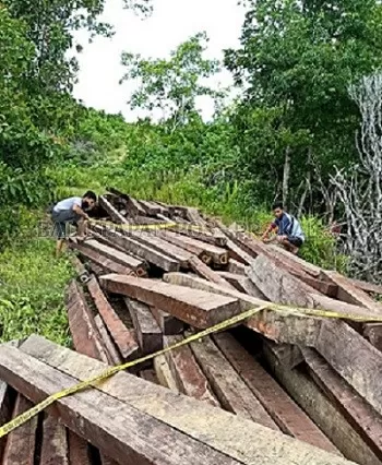 Ratusan kubik kayu yang diduga ilegal berhasil diamankan.