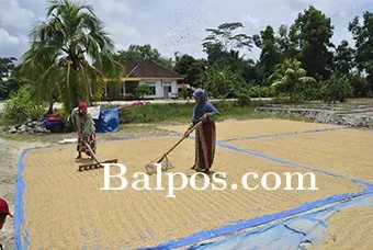 BURU PAD: Pemkab PPU rencana akan membangun pabrik penggilingan padi di Kecamatan Babulu.