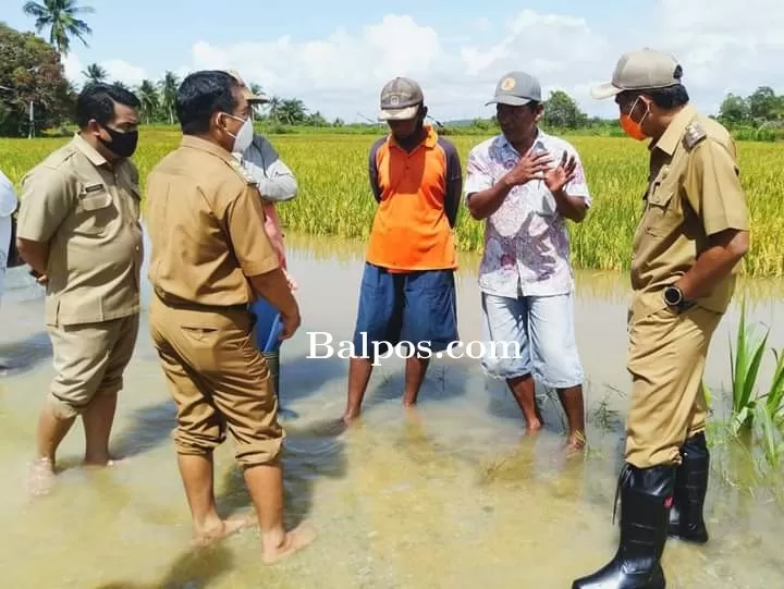 BENCANA: Wabup Hamdam menemui para petani yang mengalami kerugian karena tanaman padi yang siap panen terkena banjir.