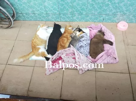 MENGENASKAN: Tim Balikpapan Cat Rescue Fondation (BCRF) mendatangi rumah Chairunisa yang kucingnya mati diracuni. Selanjutnya melaporkan ke Polresta Balikpapan.